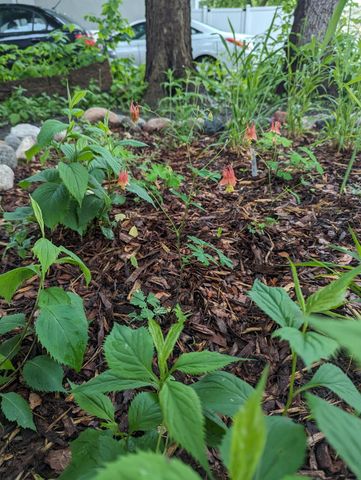 1415 14th Avenue N, Minneapolis, MN 55411