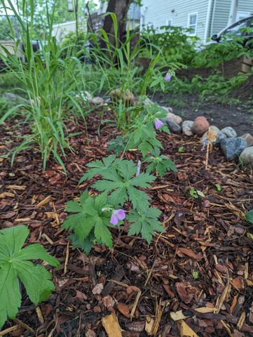 1415 14th Avenue N, Minneapolis, MN 55411