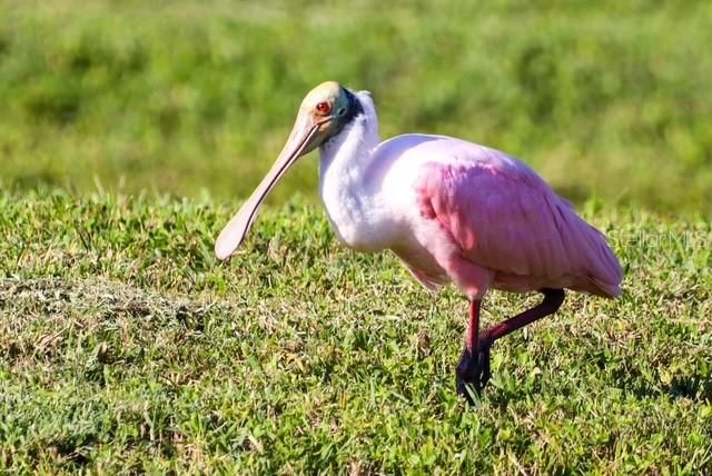 8226 BARTON FARMS BOULEVARD, Sarasota, FL 34240