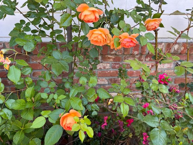 7654 Baird Way, Citrus Heights, CA 95610