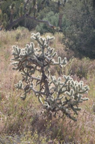0 Longview & Old Homestead, Juniper Hills, CA 93543