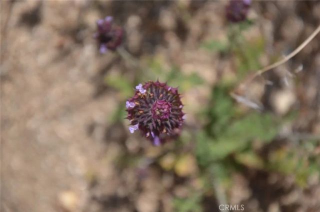 0 Longview & Old Homestead, Juniper Hills, CA 93543