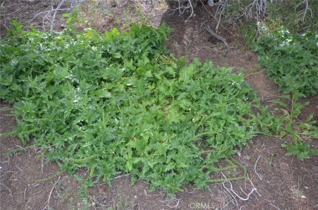 0 Longview & Old Homestead, Juniper Hills, CA 93543