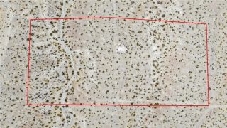 0 Oleander, Oro Grande, CA 92368