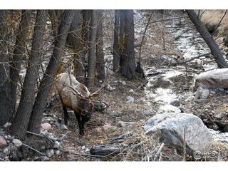 416 Black Creek Dr, Glen Haven, CO 80532