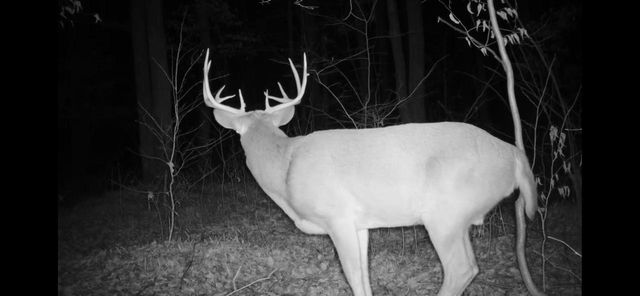 PETERSON ROAD, Gleason, WI 54435