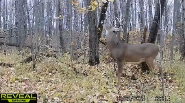 PETERSON ROAD, Gleason, WI 54435