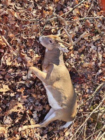 PETERSON ROAD, Gleason, WI 54435