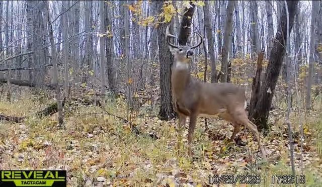 PETERSON ROAD, Gleason, WI 54435