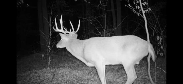 PETERSON ROAD, Gleason, WI 54435