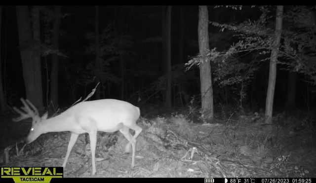 PETERSON ROAD, Gleason, WI 54435