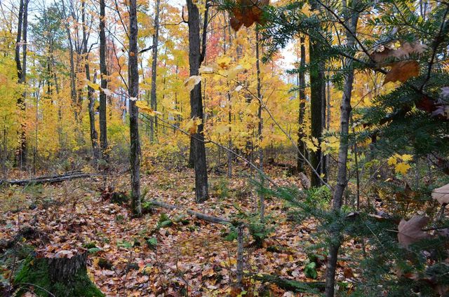 PETERSON ROAD, Gleason, WI 54435