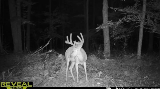 PETERSON ROAD, Gleason, WI 54435