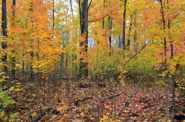 PETERSON ROAD, Gleason, WI 54435