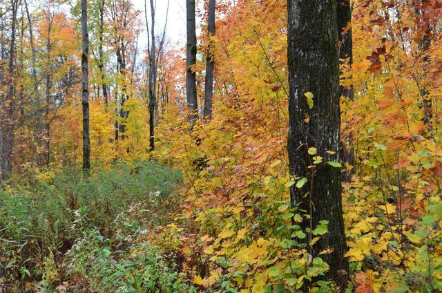 PETERSON ROAD, Gleason, WI 54435