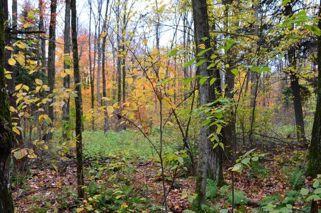 PETERSON ROAD, Gleason, WI 54435