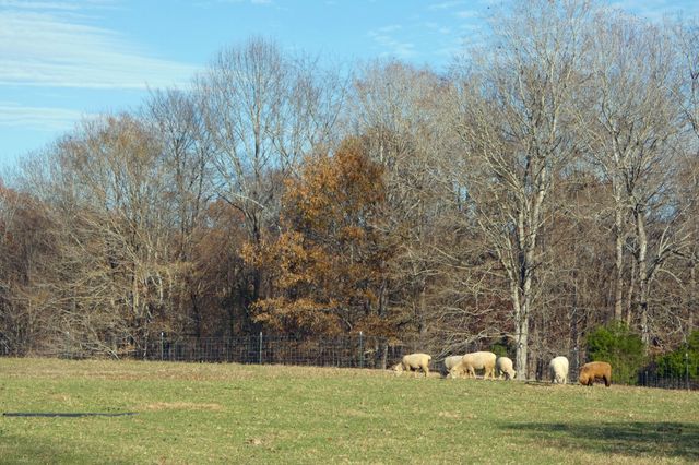 2060 Luther Herald Rd, Franklin, KY 42134