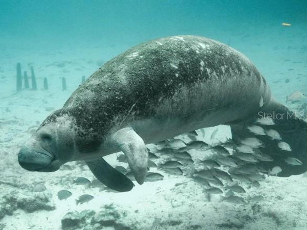 Image 22 of property listing at 1465 TRINIDAD STREET, Deland, FL 32720