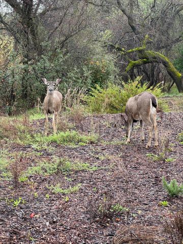 3622 Ginny Court, Redding, CA 96001