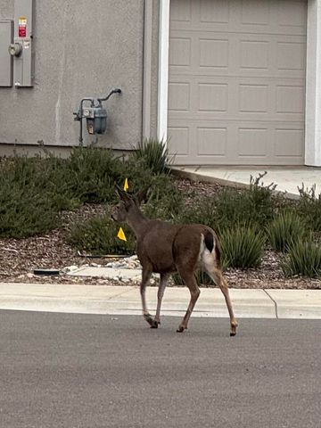 3622 Ginny Court, Redding, CA 96001