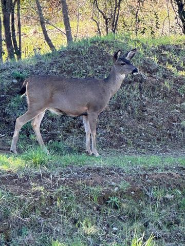 3622 Ginny Court, Redding, CA 96001