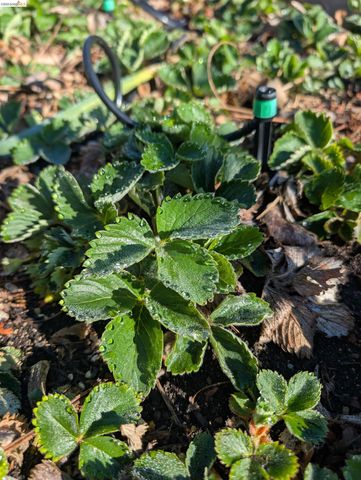 2161 48th AVE, Oakland, CA 94601