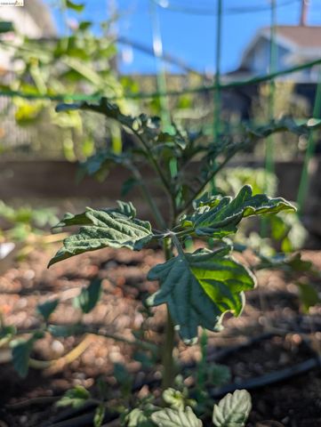 2161 48th AVE, Oakland, CA 94601