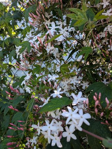 2161 48th AVE, Oakland, CA 94601