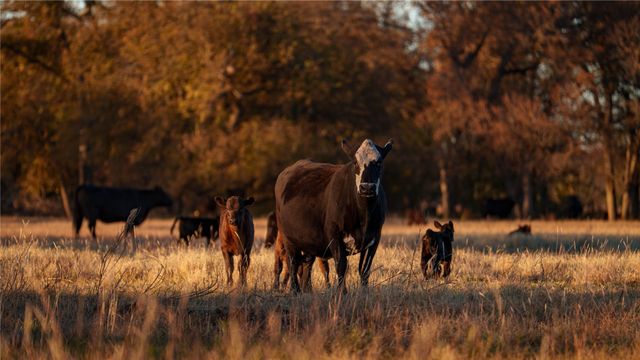 124 Private Road 3209, Bridgeport, TX 76426