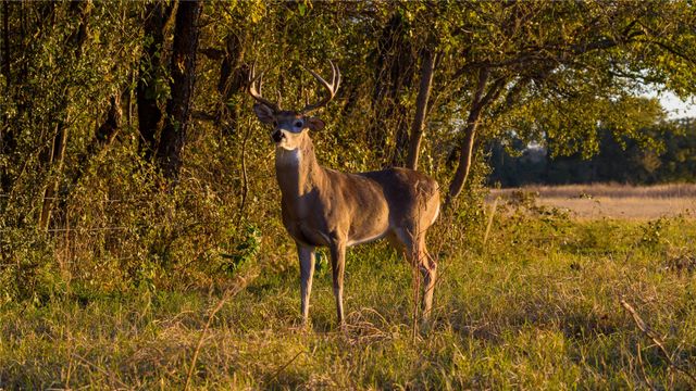 124 Private Road 3209, Bridgeport, TX 76426