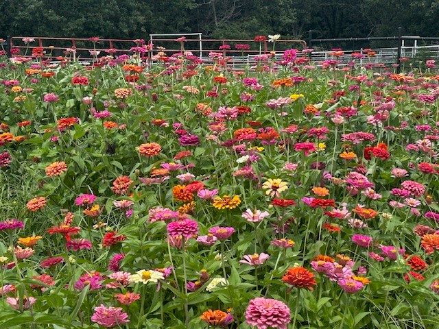 18880 S Skylight Mountain Road, Canehill, AR 72717