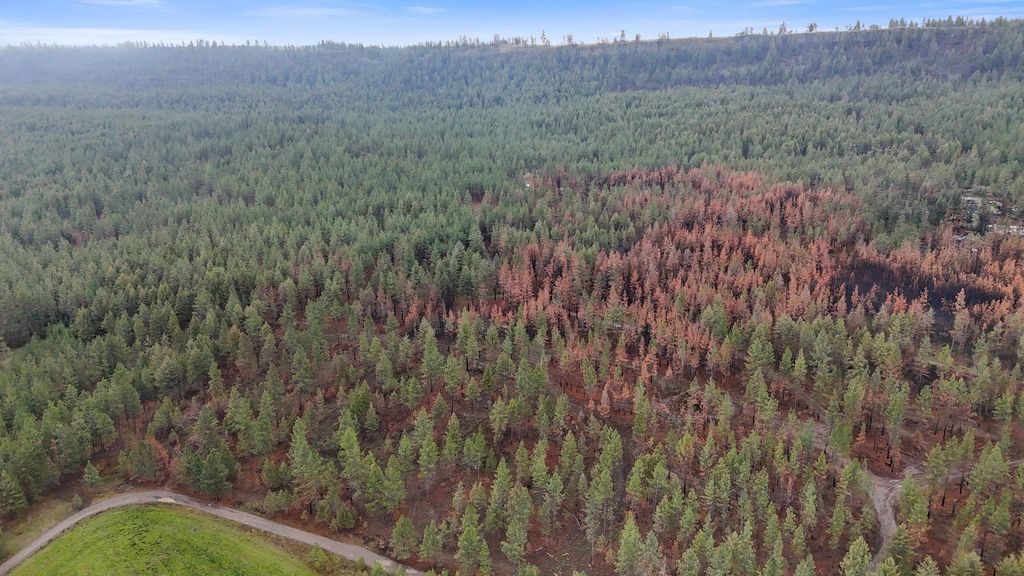 15817 Coyote Ridge Ln, Ford, WA 99013 photo 11