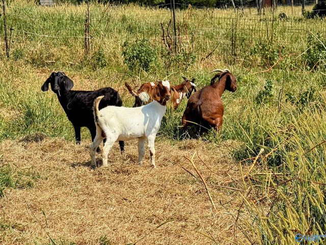 532 County Road 152, Section, AL 35771