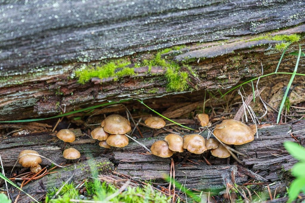 tbd Crown Butte - SPMC Ranch Lot 89, Big Sky, MT 59716 photo 22