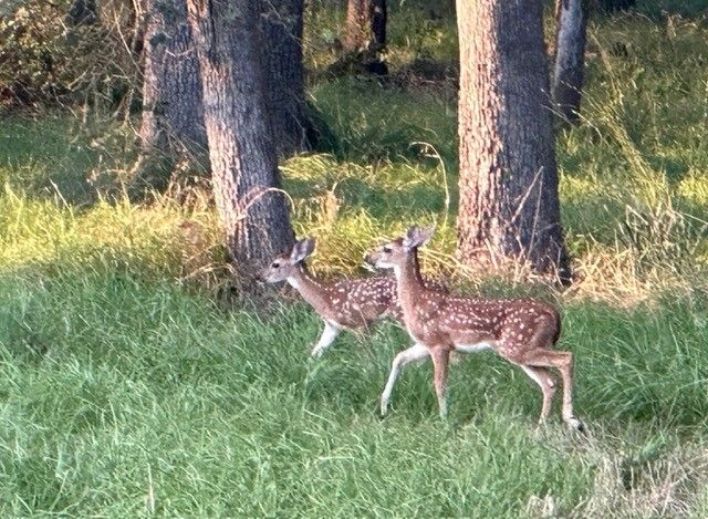Lot 38 Vintage Shore Drive, Quinlan, TX 75474