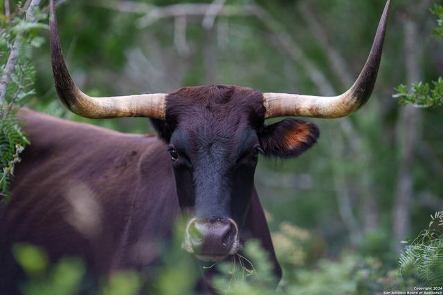 10801 County Road 116, Kenedy, TX 78119