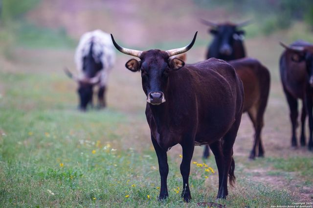 10801 County Road 116, Kenedy, TX 78119