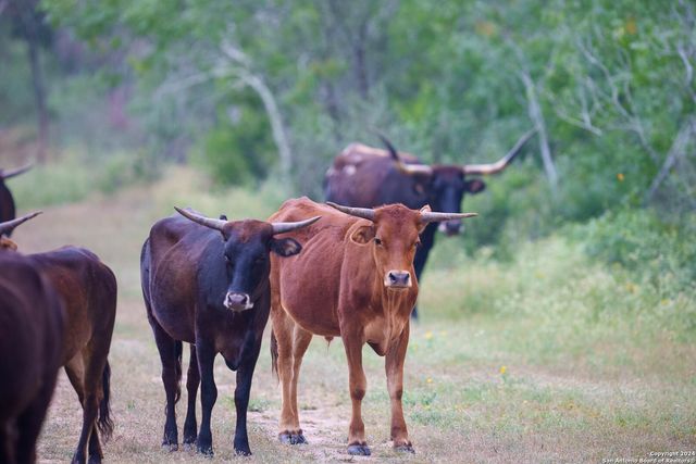 10801 County Road 116, Kenedy, TX 78119