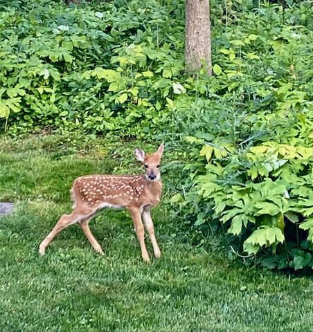 7 ASH GROVE PLACE, Kaukauna, WI 54130