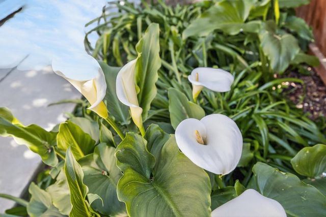 9765 Caneria Way, Elk Grove, CA 95757