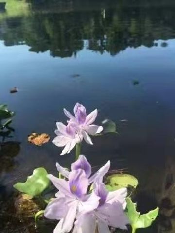 2382 Merrymount Drive, Suwanee, GA 30024