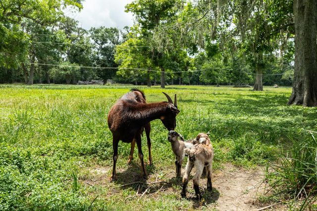 4821 County Road 288, Angleton, TX 77515