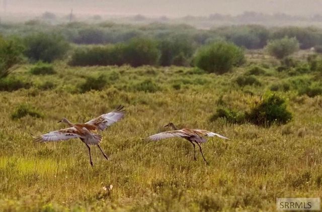 377 Woodland Star, Driggs, ID 83422