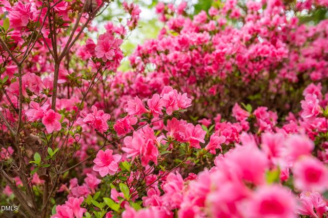 107 Pine Lane, Chapel Hill, NC 27514