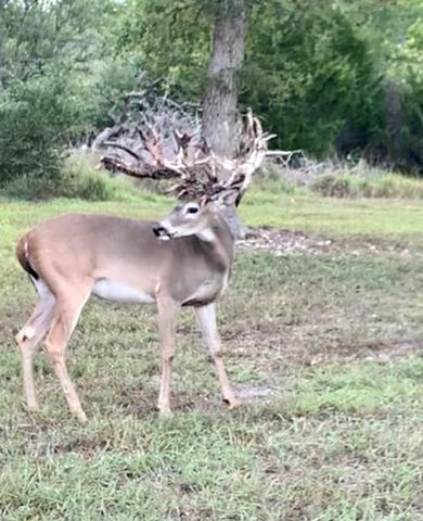 6116 E State Highway 71, La Grange, TX 78945