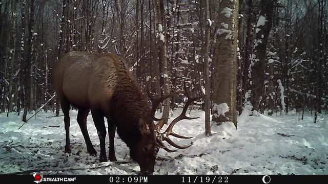 75500 JOE REIN ROAD, Glidden, WI 54527