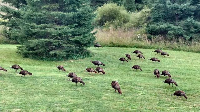 75500 JOE REIN ROAD, Glidden, WI 54527