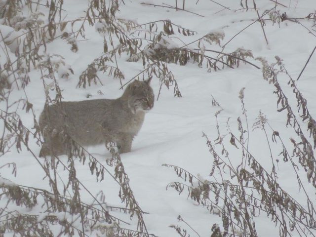 75500 JOE REIN ROAD, Glidden, WI 54527