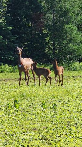 75500 JOE REIN ROAD, Glidden, WI 54527