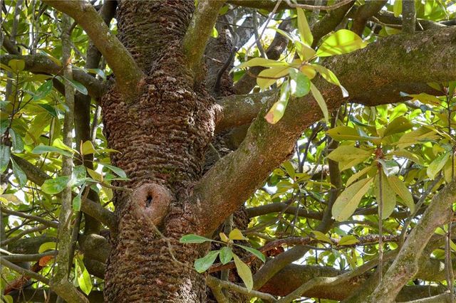 3963 Craigwood Drive, Duluth, GA 30096